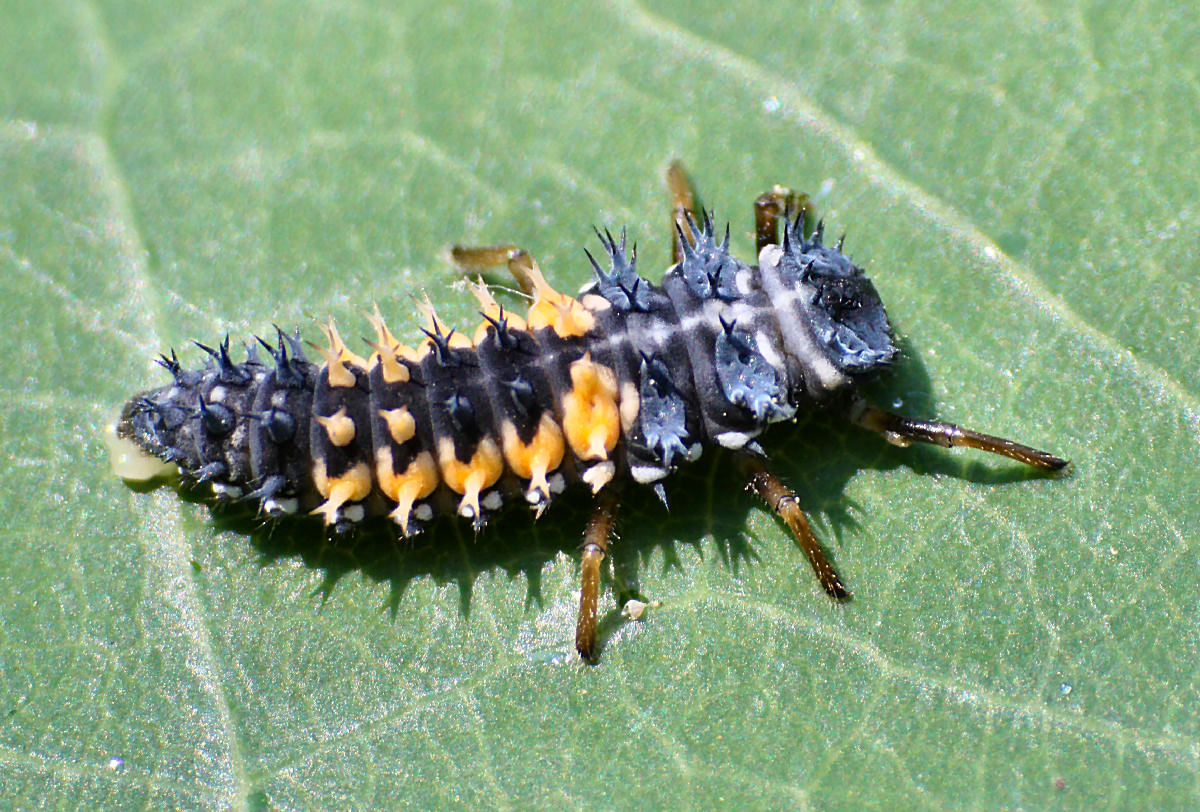 una carrellata di Harmonia axyridis nelle fasi di sviluppo